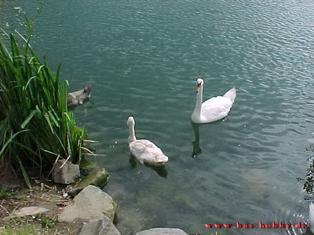 Rotter See 1999 41WEB