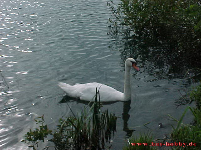 Rotter See 1999 45WEB