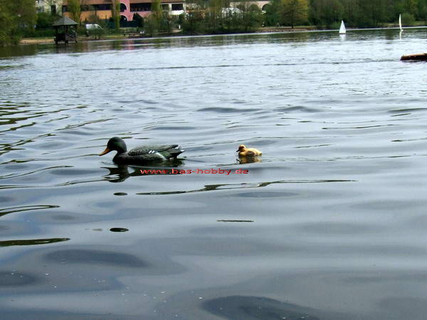 Saaler Mühle WEB (28)