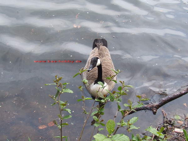 Saaler Mühle WEB (34)