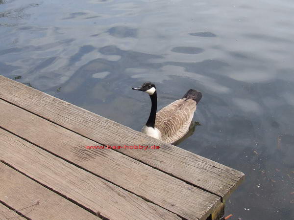 Saaler Mühle WEB (35)