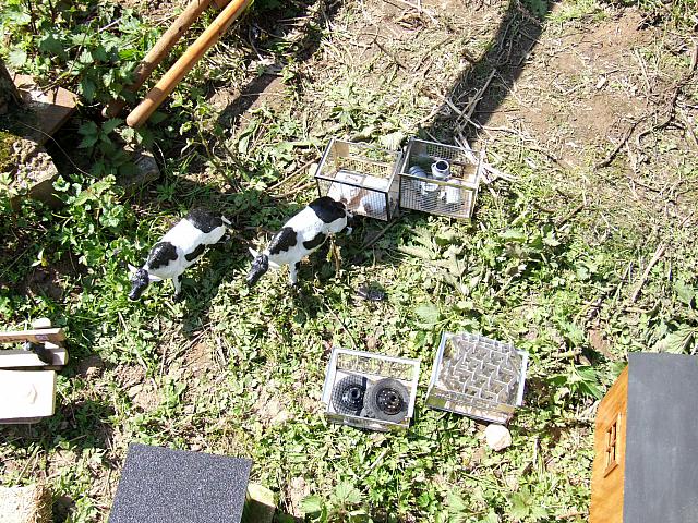 Berghausen 2008 ( 32)