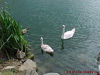 Rotter See 1999 41WEB