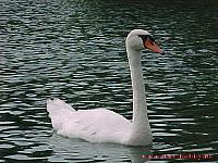 Rotter See 1999 69WEB