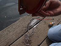 Saaler Mühle WEB (24)